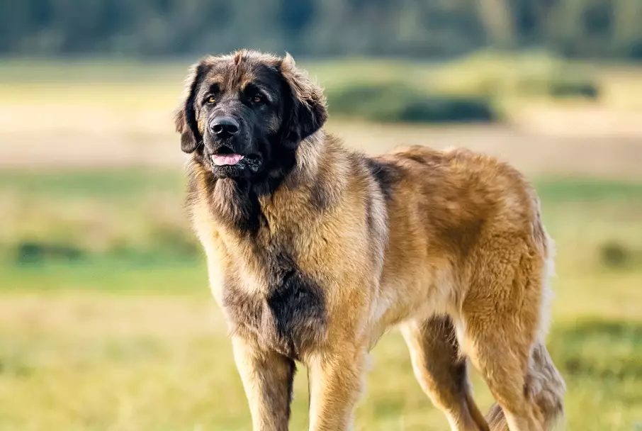leonberger care guide