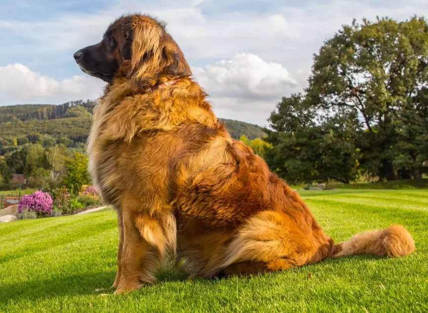 leonberger dog leonberger dog
